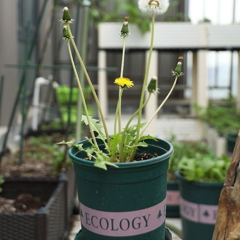 野生蒲公英种籽婆婆丁种孑四季盆栽蔬菜春秋冬季药用特菜野菜