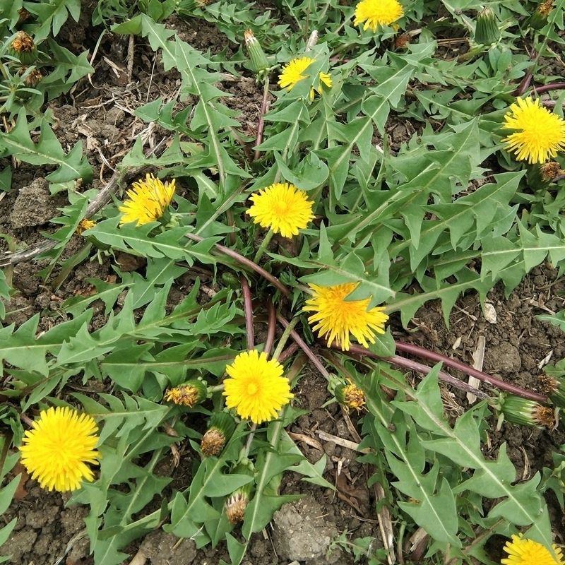 野生蒲公英种籽婆婆丁种孑四季盆栽蔬菜春秋冬季药用特菜野菜