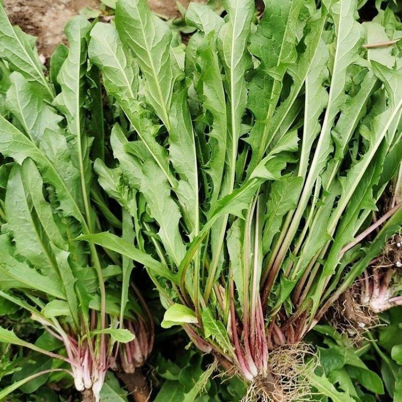 野生蒲公英种籽婆婆丁种孑四季盆栽蔬菜春秋冬季药用特菜野菜