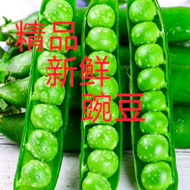 汉中豌豆青豌豆》产地直销全国发货、颗粒饱满视频看货，现货