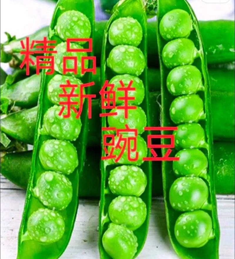 汉中豌豆青豌豆》产地直销全国发货、颗粒饱满视频看货，现货