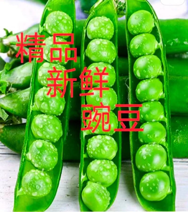 汉中豌豆青豌豆》产地直销全国发货、颗粒饱满视频看货，现货