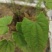 宜春淫羊藿纯野生自己采摘大量上市需要的老板联系我