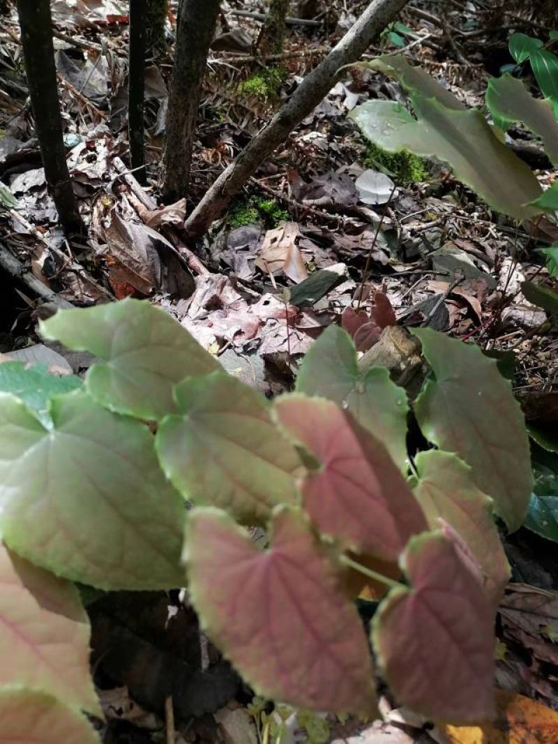 宜春淫羊藿纯野生自己采摘大量上市需要的老板联系我