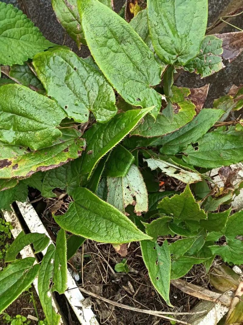 宜春淫羊藿纯野生自己采摘大量上市需要的老板联系我