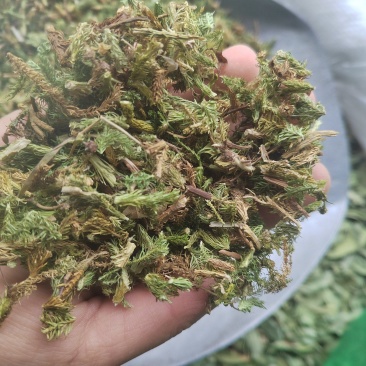 伸筋草，毛狮子，野生伸筋草，中药材批发丹丹中药