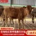 黄牛