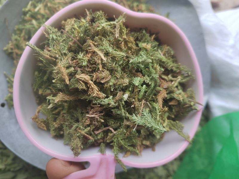 伸筋草，毛狮子，野生伸筋草，中药材批发丹丹中药