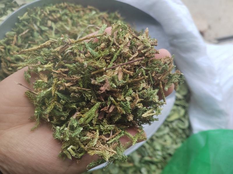伸筋草，毛狮子，野生伸筋草，中药材批发丹丹中药