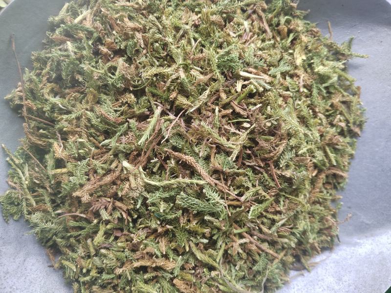 伸筋草，毛狮子，野生伸筋草，中药材批发丹丹中药