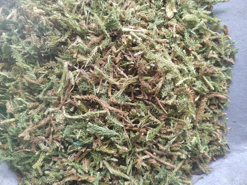 伸筋草，毛狮子，野生伸筋草，中药材批发丹丹中药