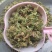 伸筋草，毛狮子，野生伸筋草，中药材批发丹丹中药
