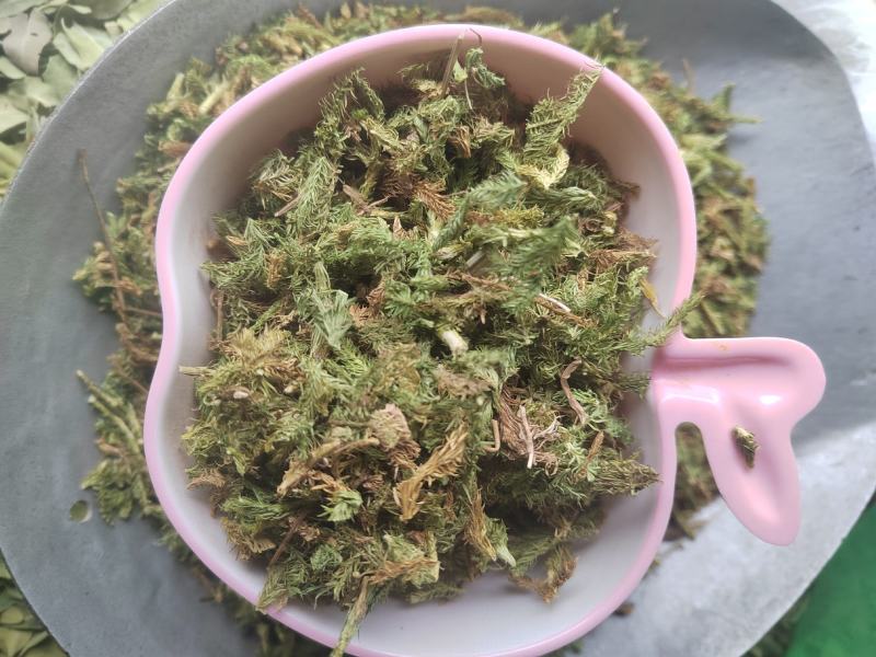 伸筋草，毛狮子，野生伸筋草，中药材批发丹丹中药