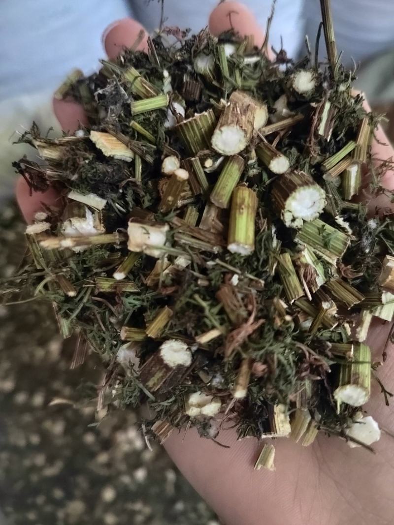 伸筋草，毛狮子，野生伸筋草，中药材批发丹丹中药