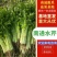 南通香芹基地直发，一手货源，无中间商赚差价