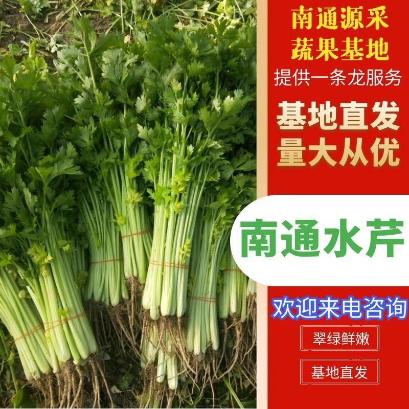 南通香芹基地直发，一手货源，无中间商赚差价