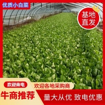 【优质】毛白菜，产地直发，货源充足欢迎各地采购商前来采