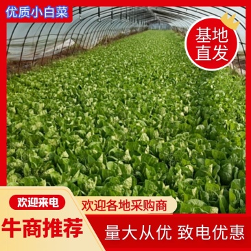 【优质】毛白菜，产地直发，货源充足欢迎各地采购商前来采