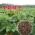 食用牛蒡种子四季种植苗牛蒡子种籽野生大力子阳台盆栽中药材
