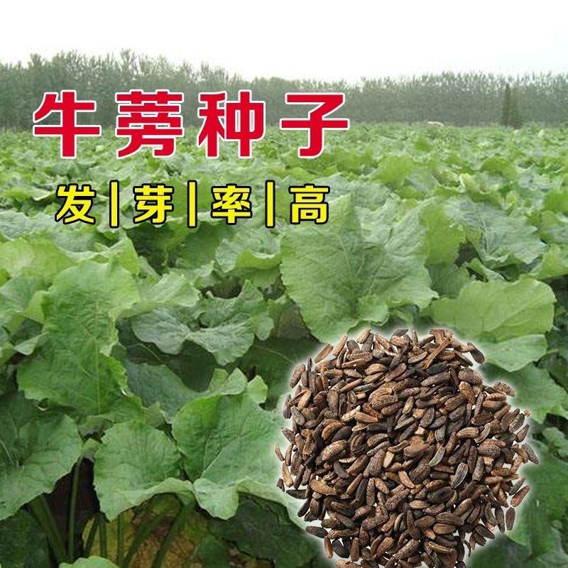 食用牛蒡种子四季种植苗牛蒡子种籽野生大力子阳台盆栽中药材