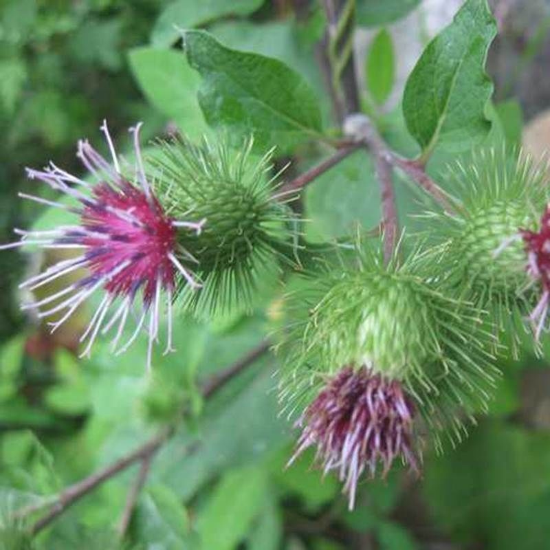 食用牛蒡种子四季种植苗牛蒡子种籽野生大力子阳台盆栽中药材
