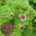 食用牛蒡种子四季种植苗牛蒡子种籽野生大力子阳台盆栽中药材