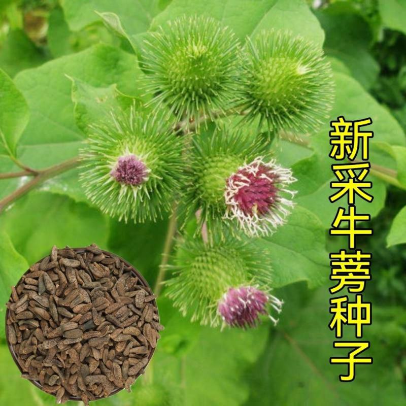 食用牛蒡种子四季种植苗牛蒡子种籽野生大力子阳台盆栽中药材