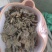 车前草，野生车前草段，中药材批发丹丹中药专注质量