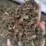 车前草，野生车前草段，中药材批发丹丹中药专注质量