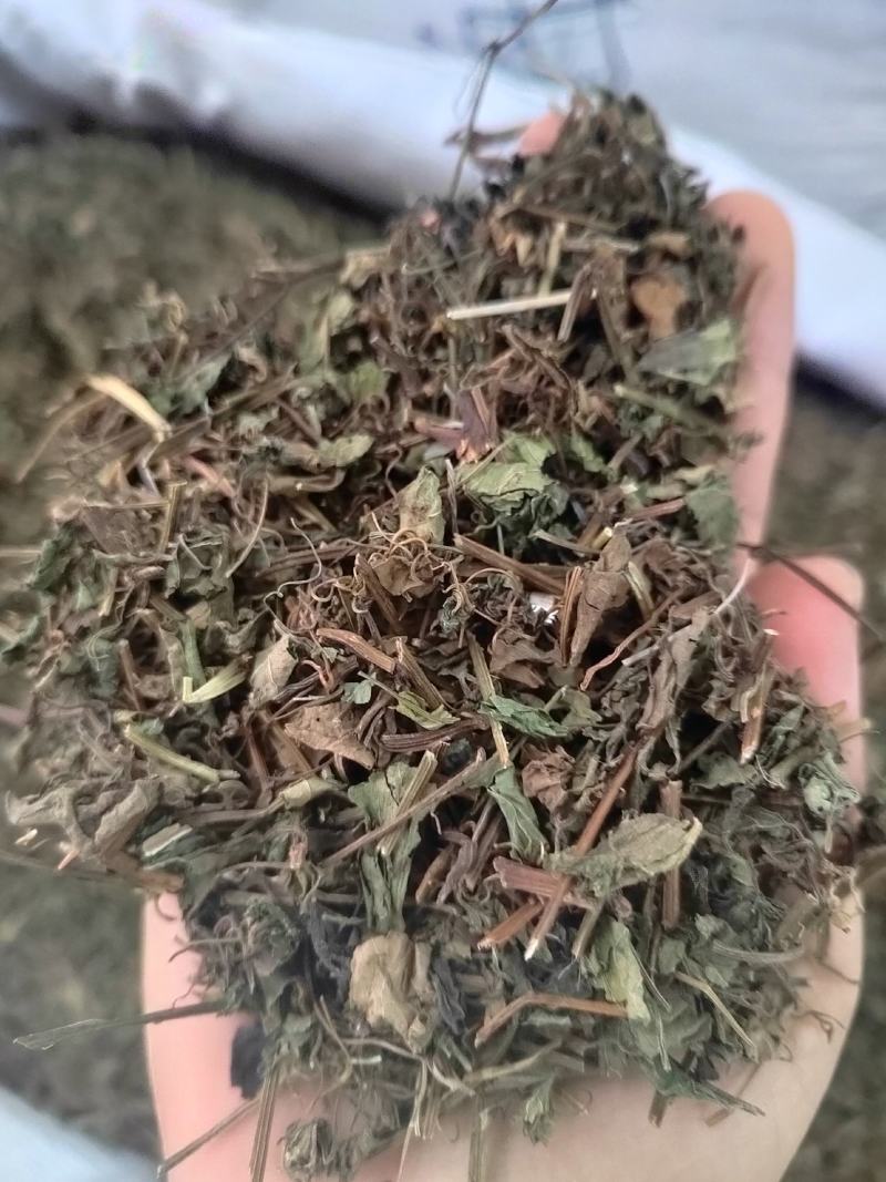 车前草，野生车前草段，中药材批发丹丹中药专注质量