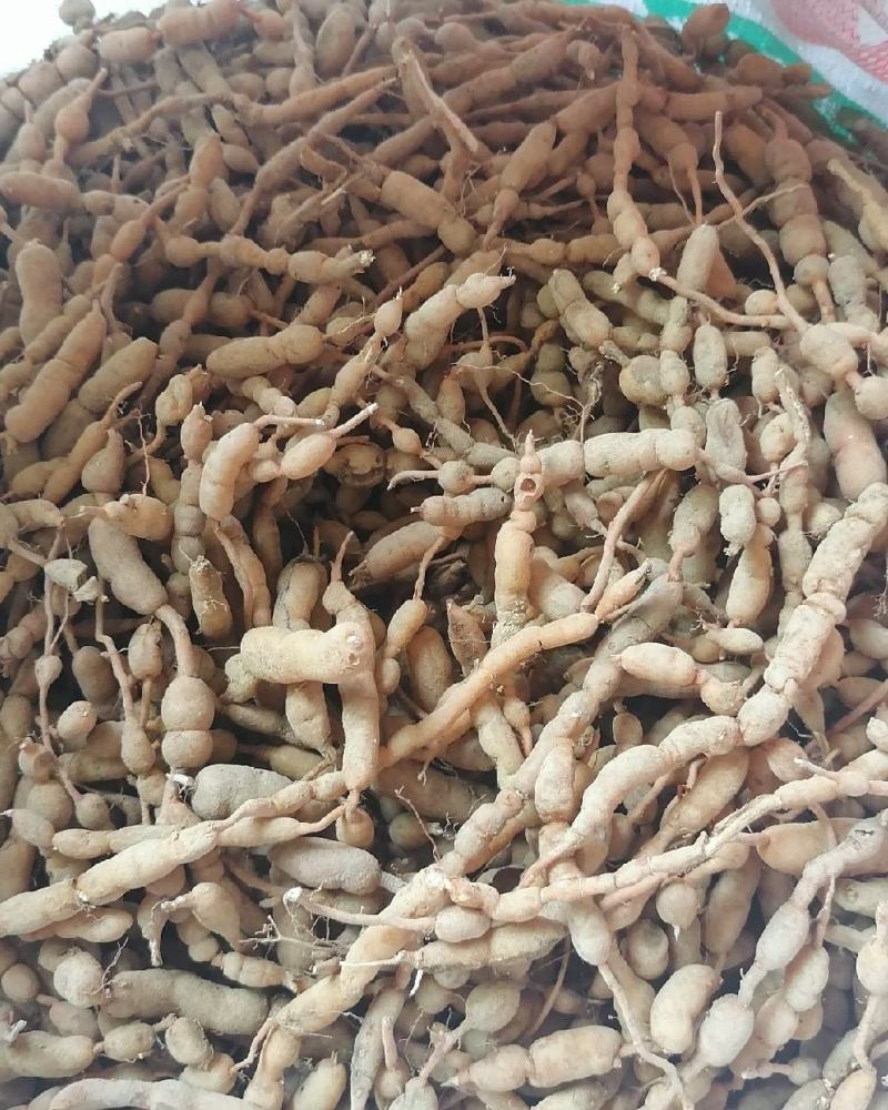 绣花针虎刺鸡金参现采现发量大从优欢迎咨询，大量有货