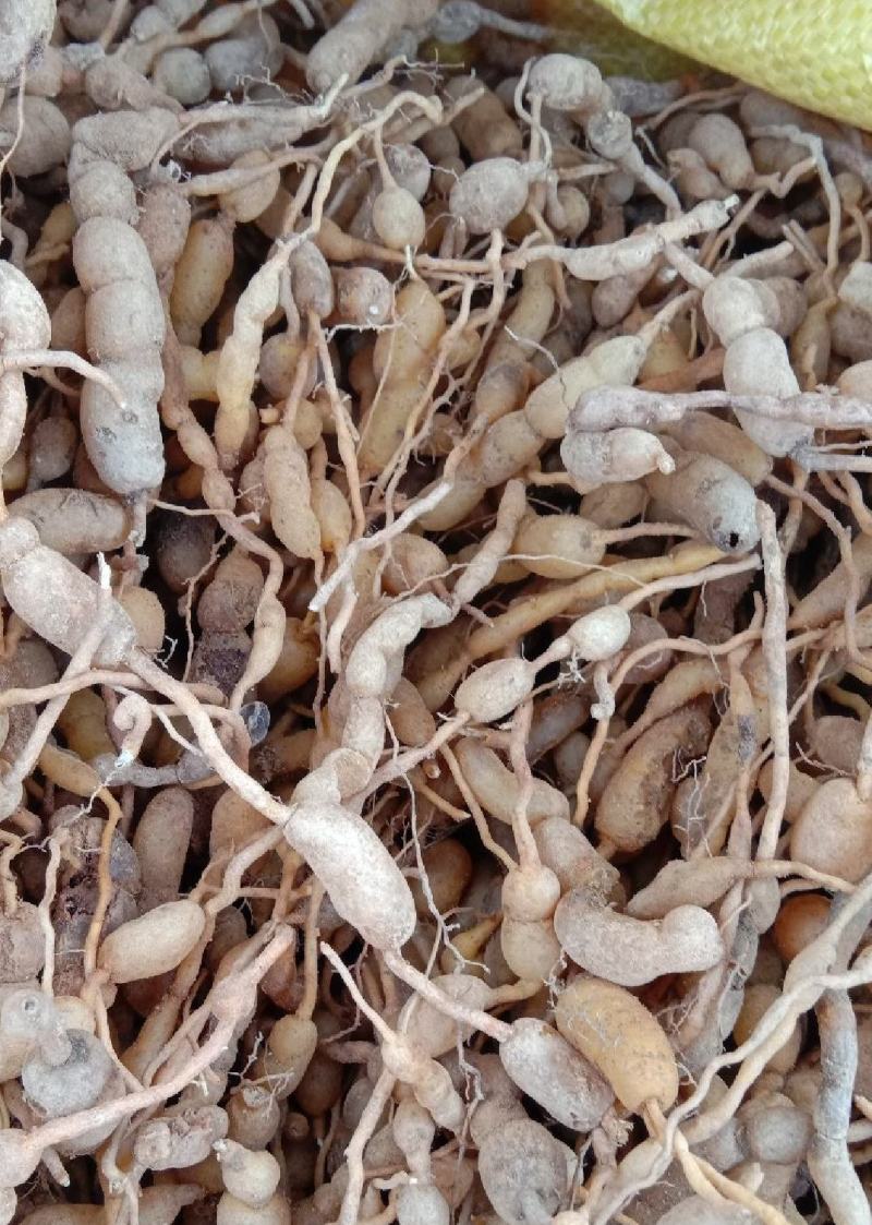 绣花针虎刺鸡金参现采现发量大从优欢迎咨询，大量有货