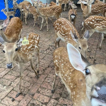 梅花鹿