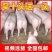 长白二元三元种猪苗