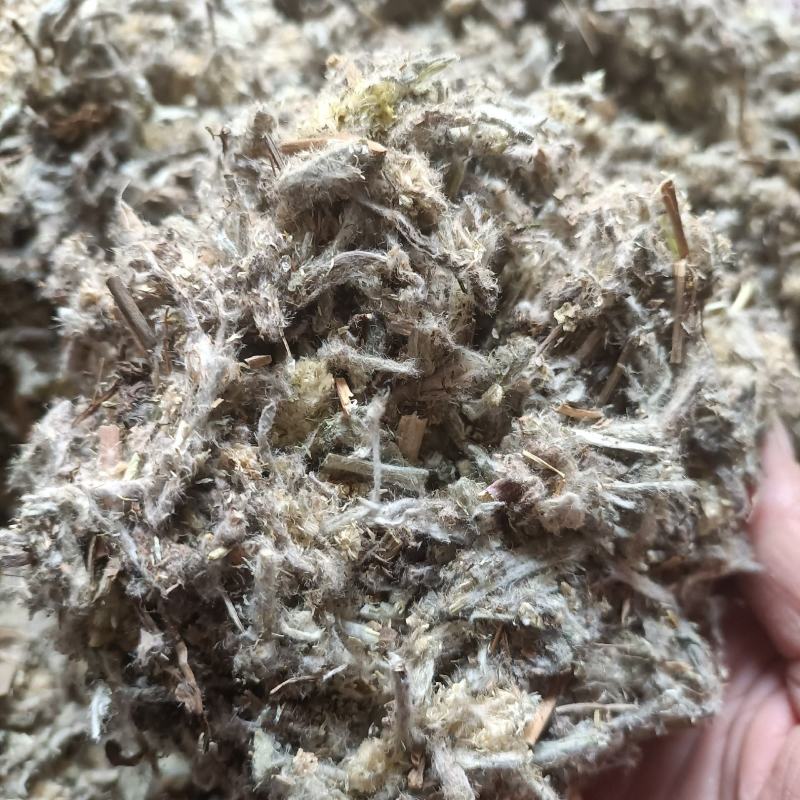 冷背药材佛耳草批发佛耳草新货佛耳草一公斤包邮