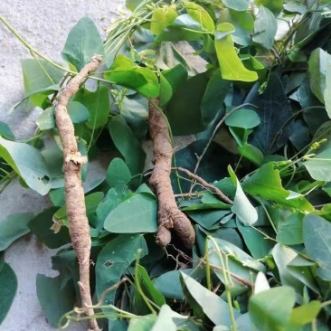 [优选]江西宜春铜鼓县三叶木通纯野生大量上市