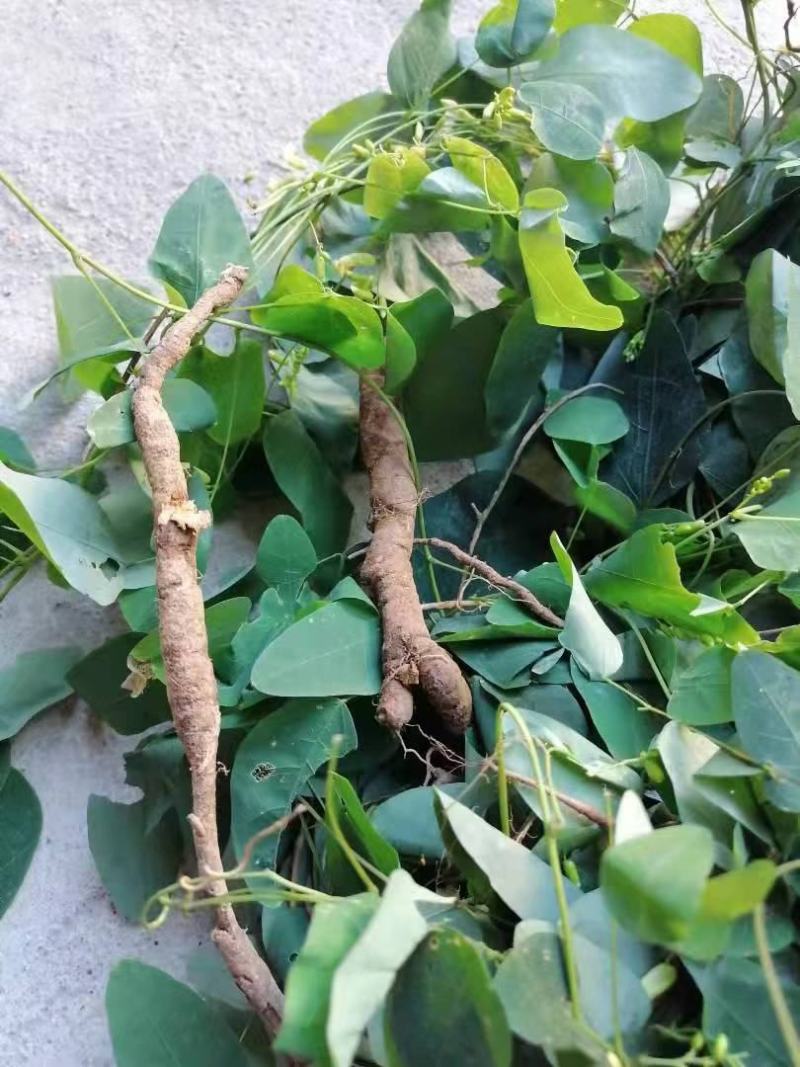 [优选]江西宜春铜鼓县三叶木通纯野生大量上市