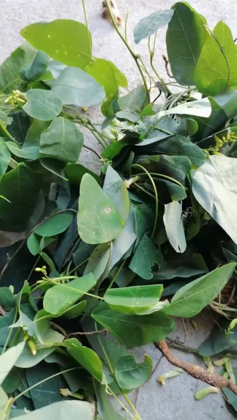 [优选]江西宜春铜鼓县三叶木通纯野生大量上市