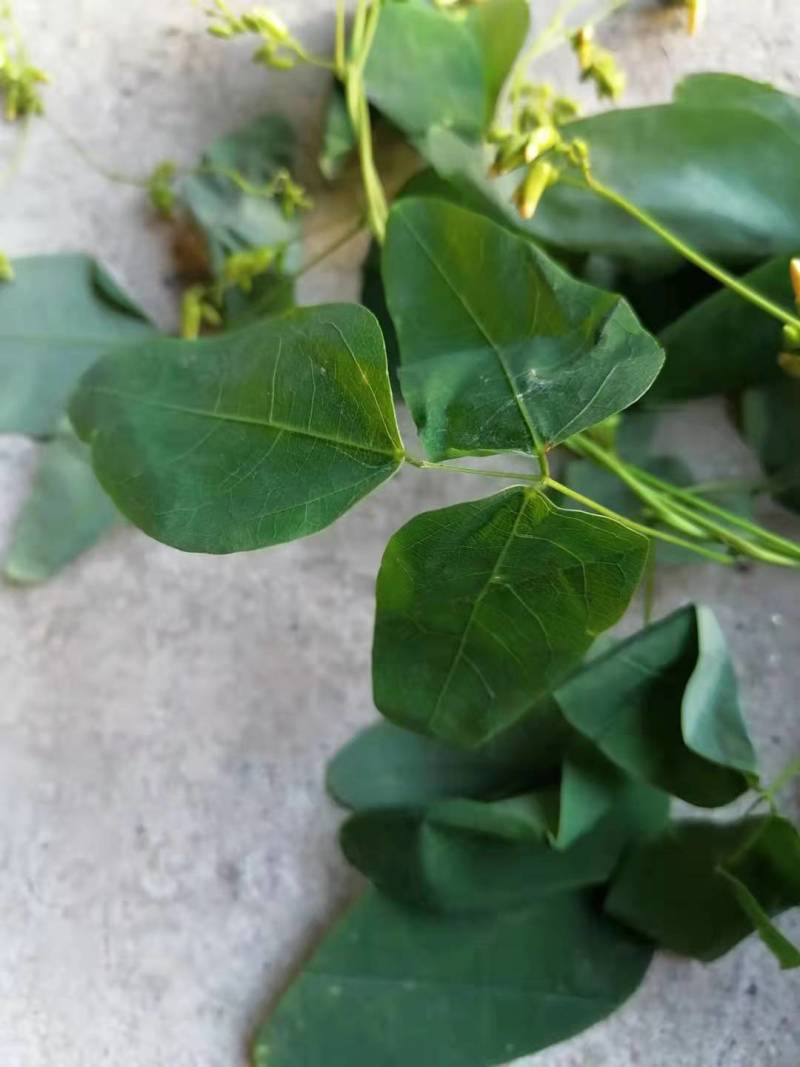 [优选]江西宜春铜鼓县三叶木通纯野生大量上市