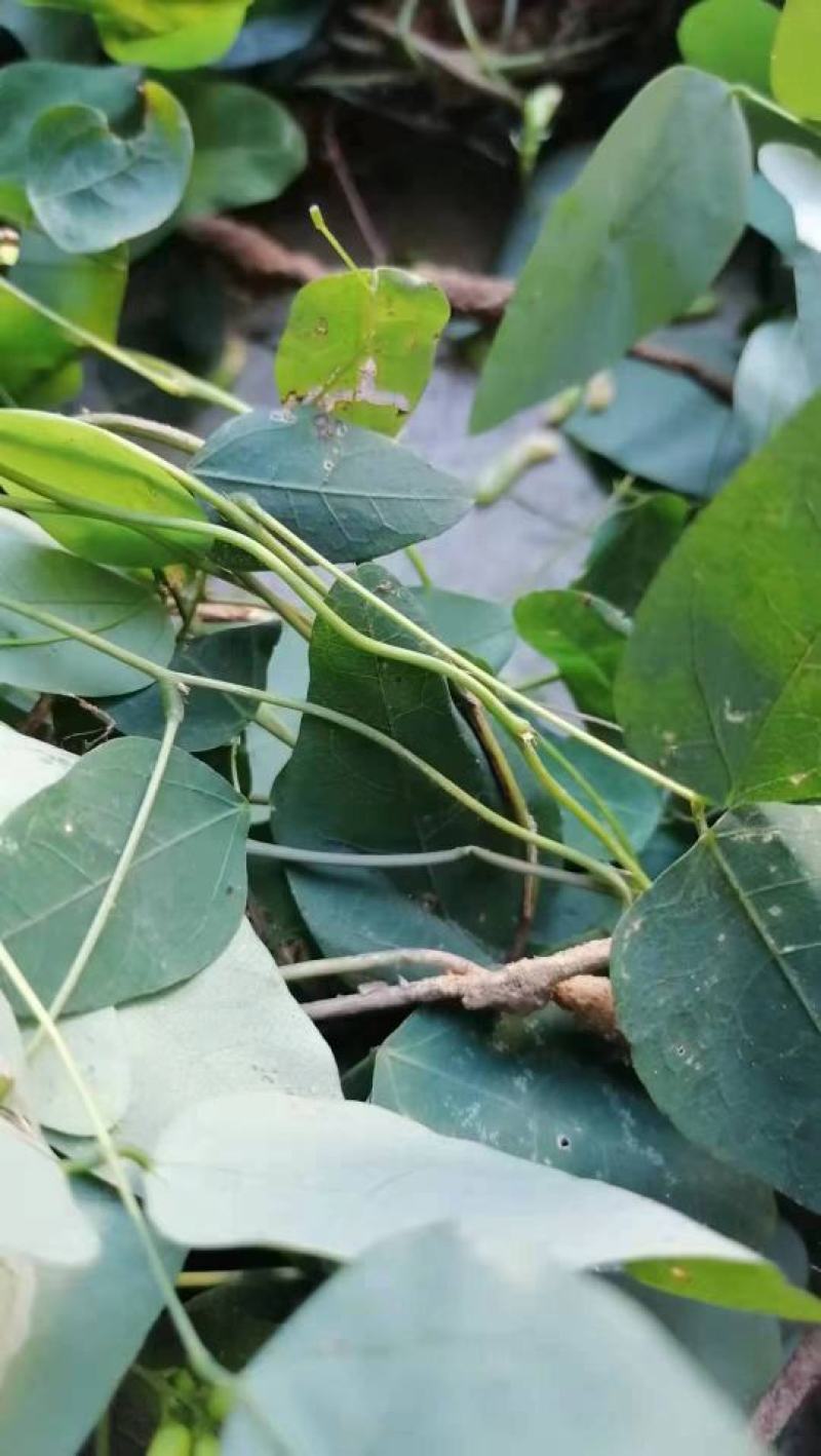 [优选]江西宜春铜鼓县三叶木通纯野生大量上市