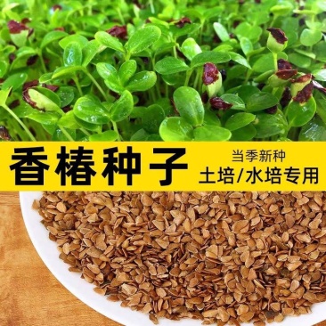 红油香椿种子速生香椿种籽四季易种红叶香春芽菜蔬菜种孑