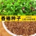 红油香椿种子速生香椿种籽四季易种红叶香春芽菜蔬菜种孑