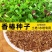 红油香椿种子速生香椿种籽四季易种红叶香春芽菜蔬菜种孑