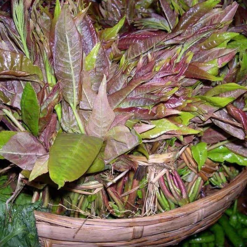 红油香椿种子速生香椿种籽四季易种红叶香春芽菜蔬菜种孑