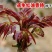红油香椿种子速生香椿种籽四季易种红叶香春芽菜蔬菜种孑