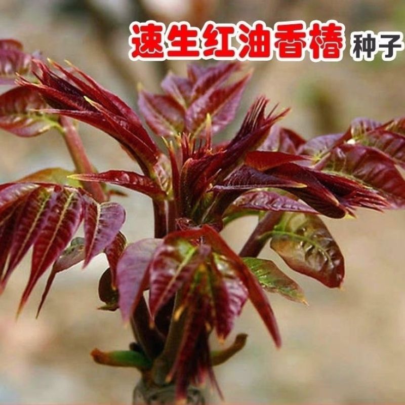 红油香椿种子速生香椿种籽四季易种红叶香春芽菜蔬菜种孑