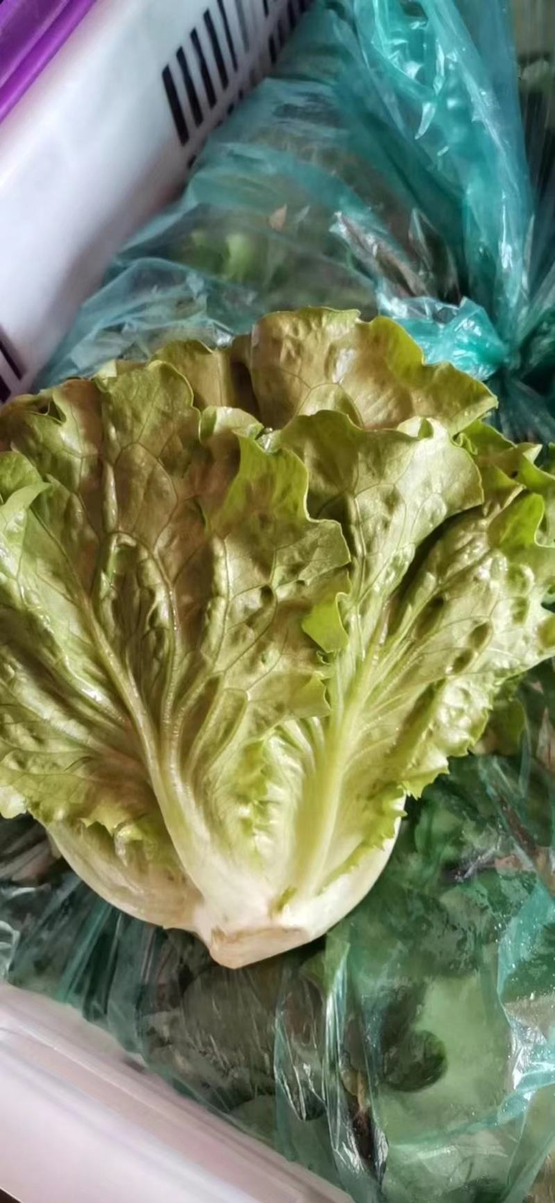 上海青青菜白菜生菜代办一条龙服务