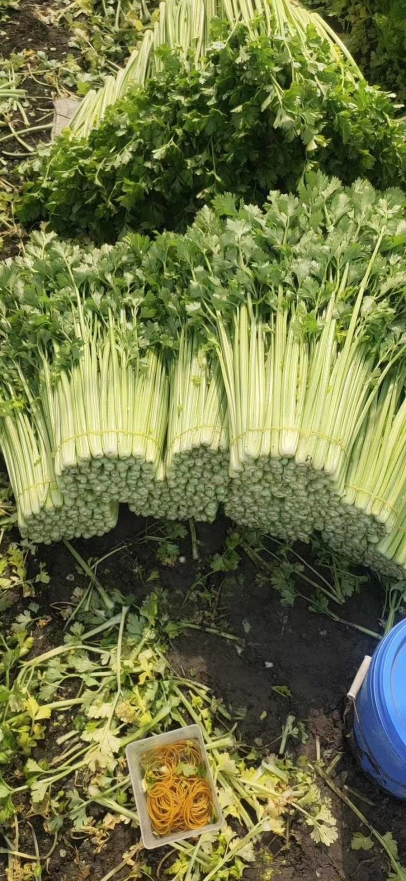 上海青青菜白菜生菜代办一条龙服务