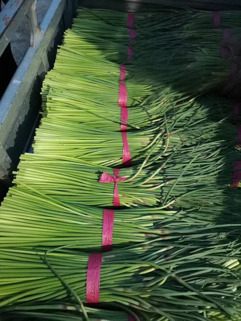 蒜苔