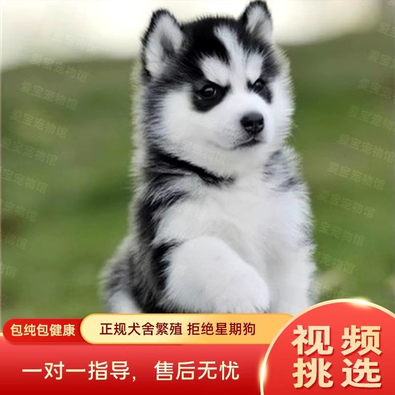 哈士奇